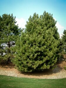 Сосна Чёрная (Pinus Nigra) купить по цене от 270.00р. в интернет-магазине «Посадика» с доставкой почтой в в Меленкие и по всей России – [изображение №1].