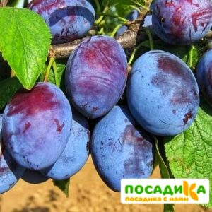 Слива Чачакская ранняя купить по цене от 229.00р. в интернет-магазине «Посадика» с доставкой почтой в в Меленкие и по всей России – [изображение №1].