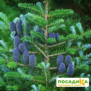 Пихта корейская (Abies koreana) купить по цене от 450.00р. в интернет-магазине «Посадика» с доставкой почтой в в Меленкие и по всей России – [изображение №1].