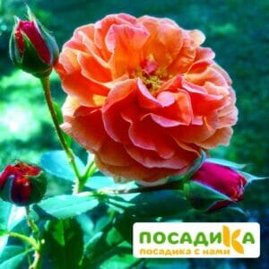 Роза Арабия купить по цене от 350.00р. в интернет-магазине «Посадика» с доставкой почтой в в Меленкие и по всей России – [изображение №1].