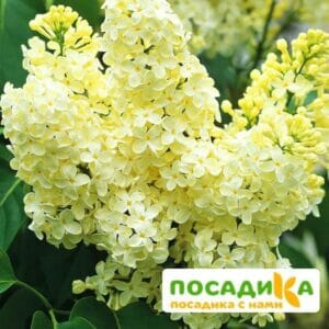 Сирень Примроуз (Primrose) купить по цене от 529.00р. в интернет-магазине «Посадика» с доставкой почтой в в Меленкие и по всей России – [изображение №1].