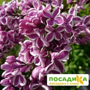 Сирень Сенсация купить по цене от 529.00р. в интернет-магазине «Посадика» с доставкой почтой в в Меленкие и по всей России – [изображение №1].