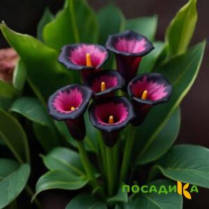 Калла Аура Лейс купить по цене от 400р. в интернет-магазине «Посадика» с доставкой почтой в в Меленкие и по всей России – [изображение №1].