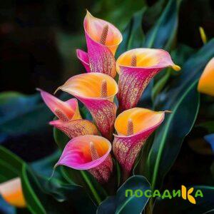 Калла Оникс купить по цене от 450р. в интернет-магазине «Посадика» с доставкой почтой в в Меленкие и по всей России – [изображение №1].