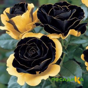 Роза Ханни Сикл купить по цене от 700р. в интернет-магазине «Посадика» с доставкой почтой в в Меленкие и по всей России – [изображение №1].