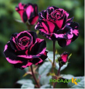 Роза Багровый Шепот купить по цене от 366р. в интернет-магазине «Посадика» с доставкой почтой в в Меленкие и по всей России – [изображение №1].