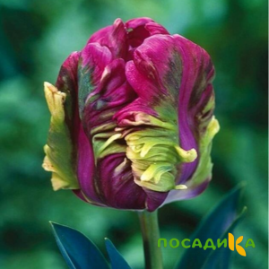 Тюльпан Экзотик Хэвен купить по цене от 186р. в интернет-магазине «Посадика» с доставкой почтой в в Меленкие и по всей России – [изображение №1].
