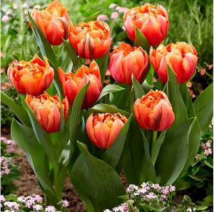 Тюльпан Гудошник Дабл купить по цене от 185р. в интернет-магазине «Посадика» с доставкой почтой в в Меленкие и по всей России – [изображение №1].