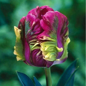 Тюльпан Экзотик Хэвен купить по цене от 186р. в интернет-магазине «Посадика» с доставкой почтой в в Меленкие и по всей России – [изображение №1].