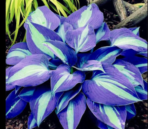 Хоста Аурелия купить по цене от 450р. в интернет-магазине «Посадика» с доставкой почтой в в Меленкие и по всей России – [изображение №1].